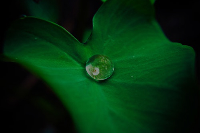image of leaf with a drop as abackground of the offer
